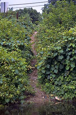 The Path to the River at Hayward Street