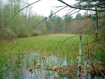 A Glacial Fen at Sprague Farm