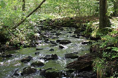 Sin & Flesh Brook in Early Fall