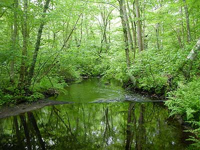 Sin & Flesh Brook in Spring
